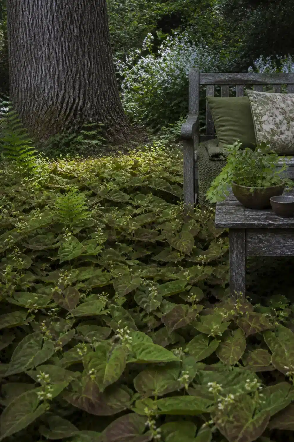 Dense broadleaf ground cover carpet in a full shade garden under a large oak tree with a weathered wood bench
