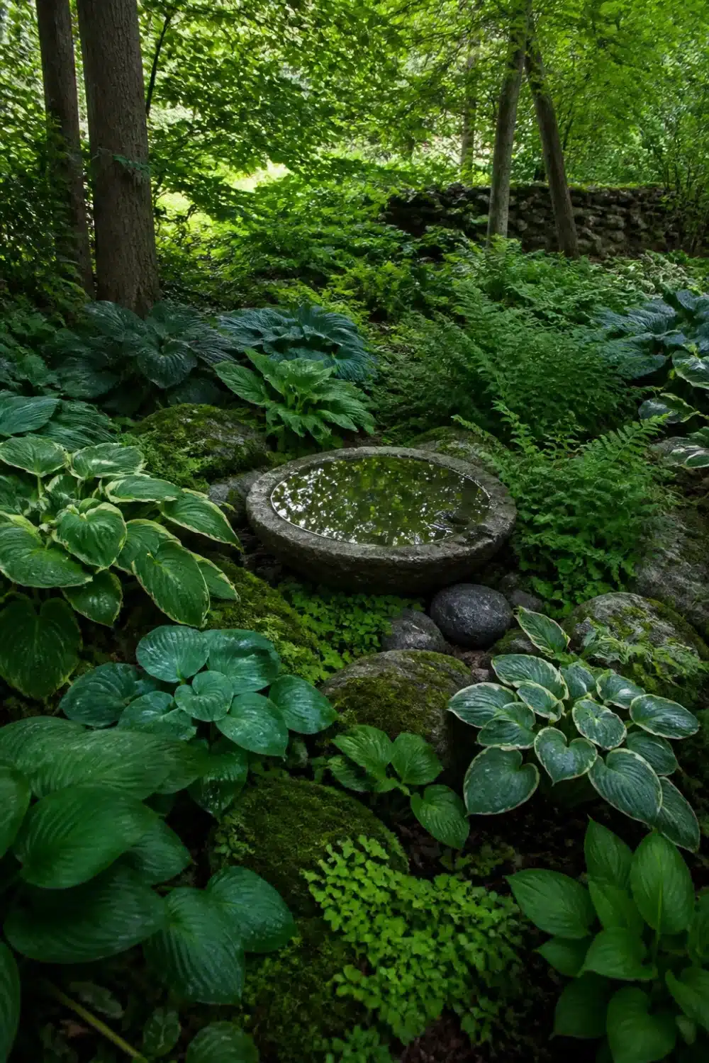 Full shade garden with stone water basin birdbath surrounded by hostas, ferns, and moss-covered rocks under woodland canopy
