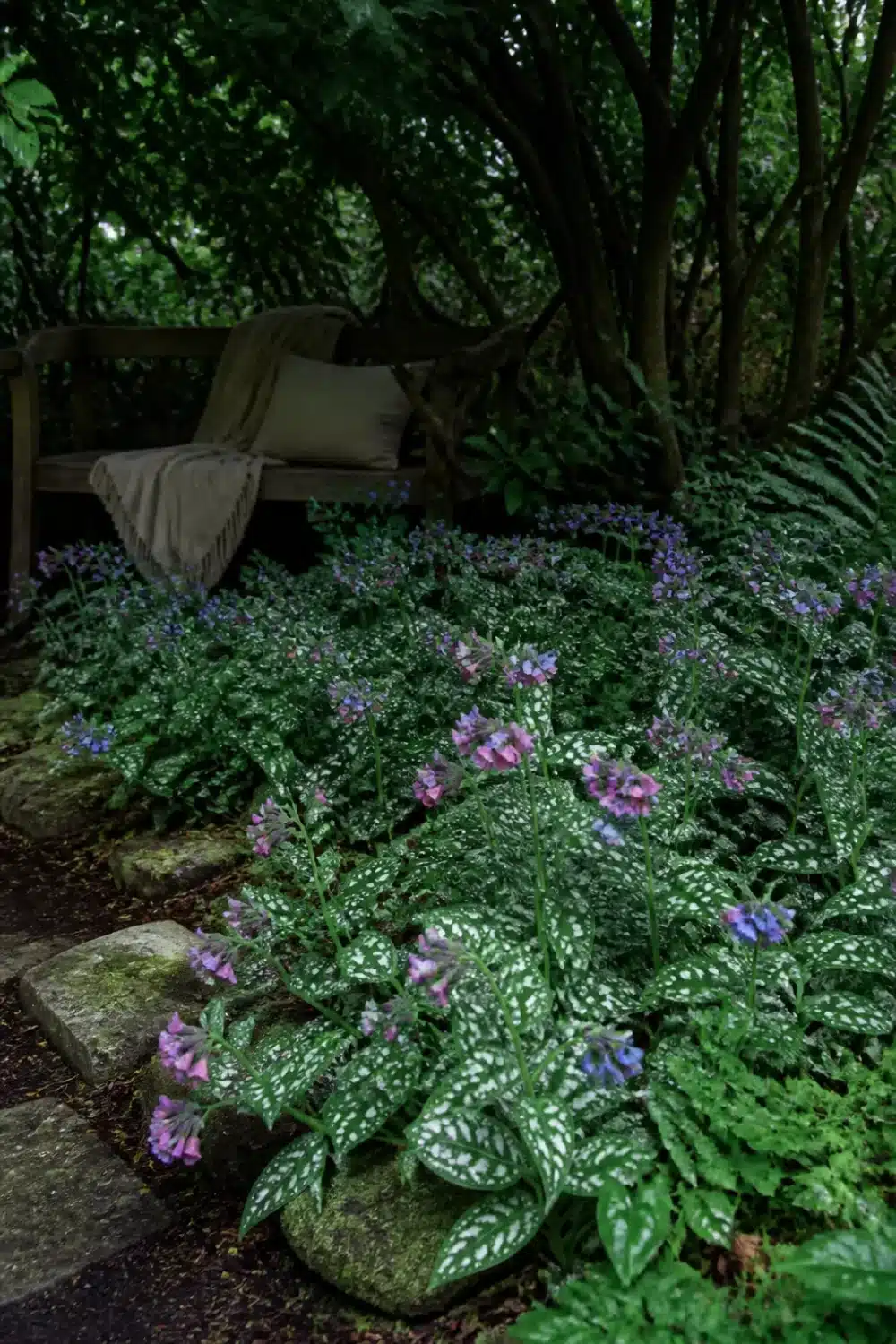 Pulmonaria lungwort with silver-spotted leaves and pink-blue flowers in a full shade garden with stone edging