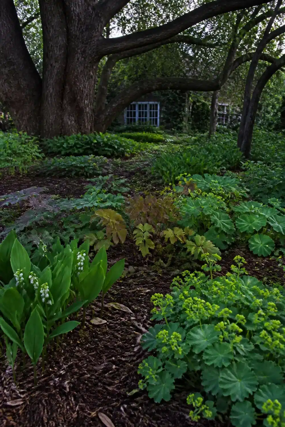 Full shade garden under mature oak with lady's mantle, lily of the valley, and dark mulch beds.