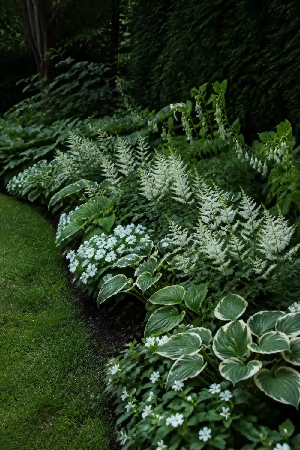 White-flowering full shade garden border with variegated hostas, astilbe plumes, and small white blooms along a lawn edge.
