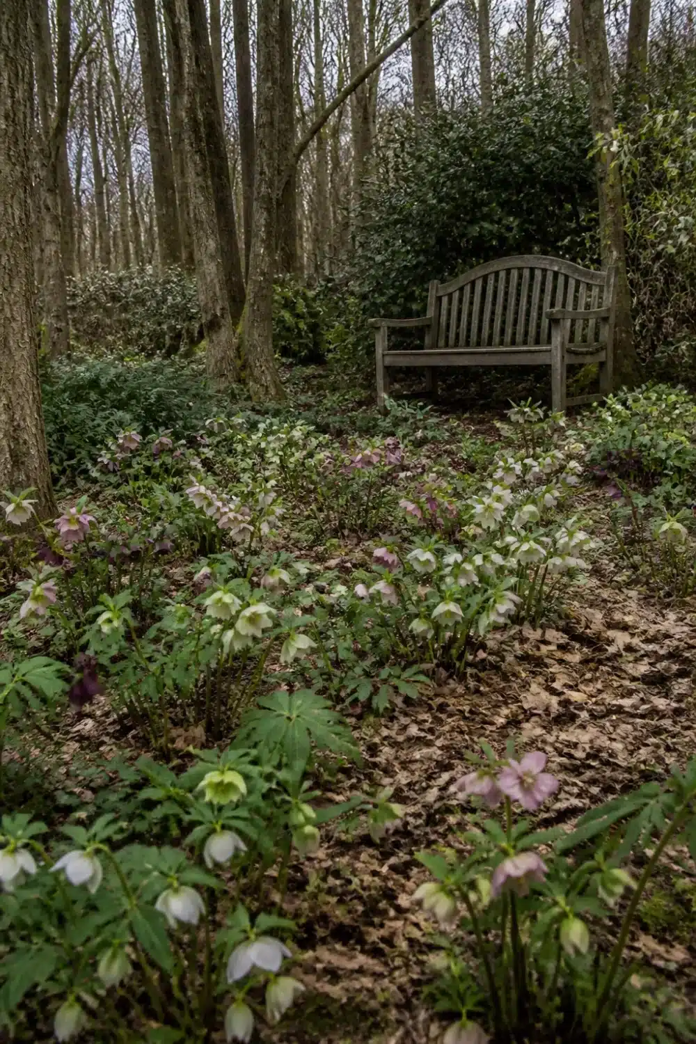 Hellebore woodland drift in a full shade garden with weathered teak bench and naturalistic planting under bare trees.