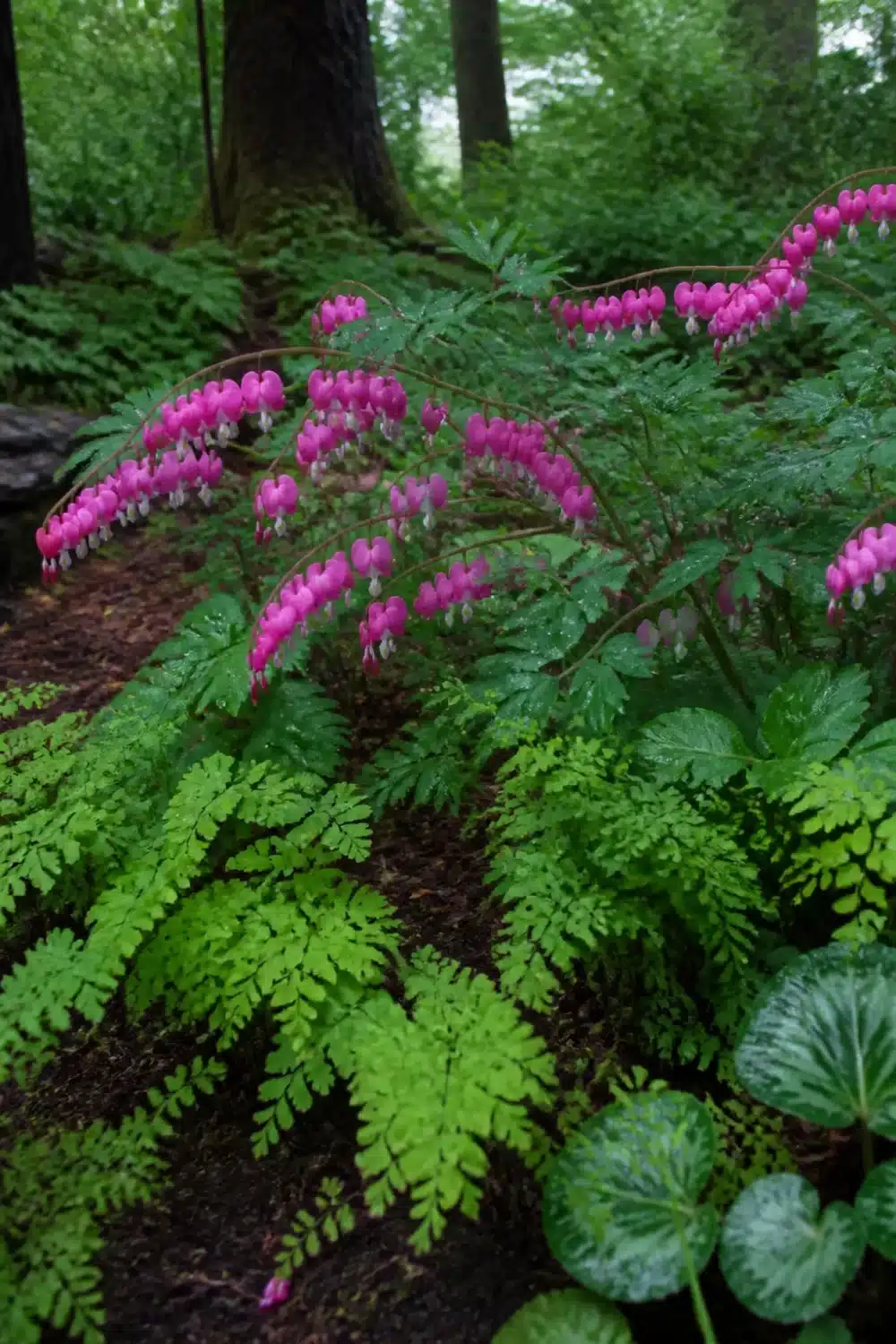 Pink bleeding heart flowers arching over lacy ferns in a full shade garden woodland setting.