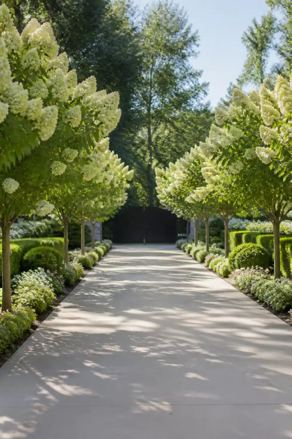 Limelight hydrangea tree landscaping lining a concrete driveway with boxwood borders and a formal garden setting.