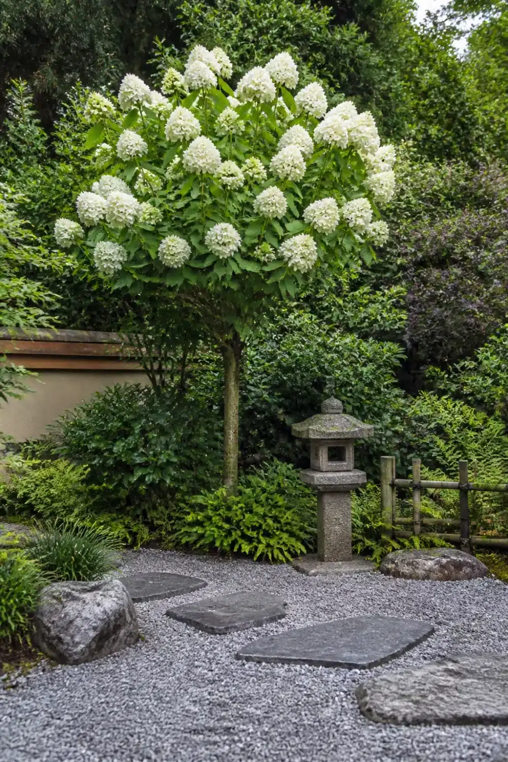 Hydrangea tree landscaping in a Japanese garden with stone lantern, gray gravel, and stepping stones.