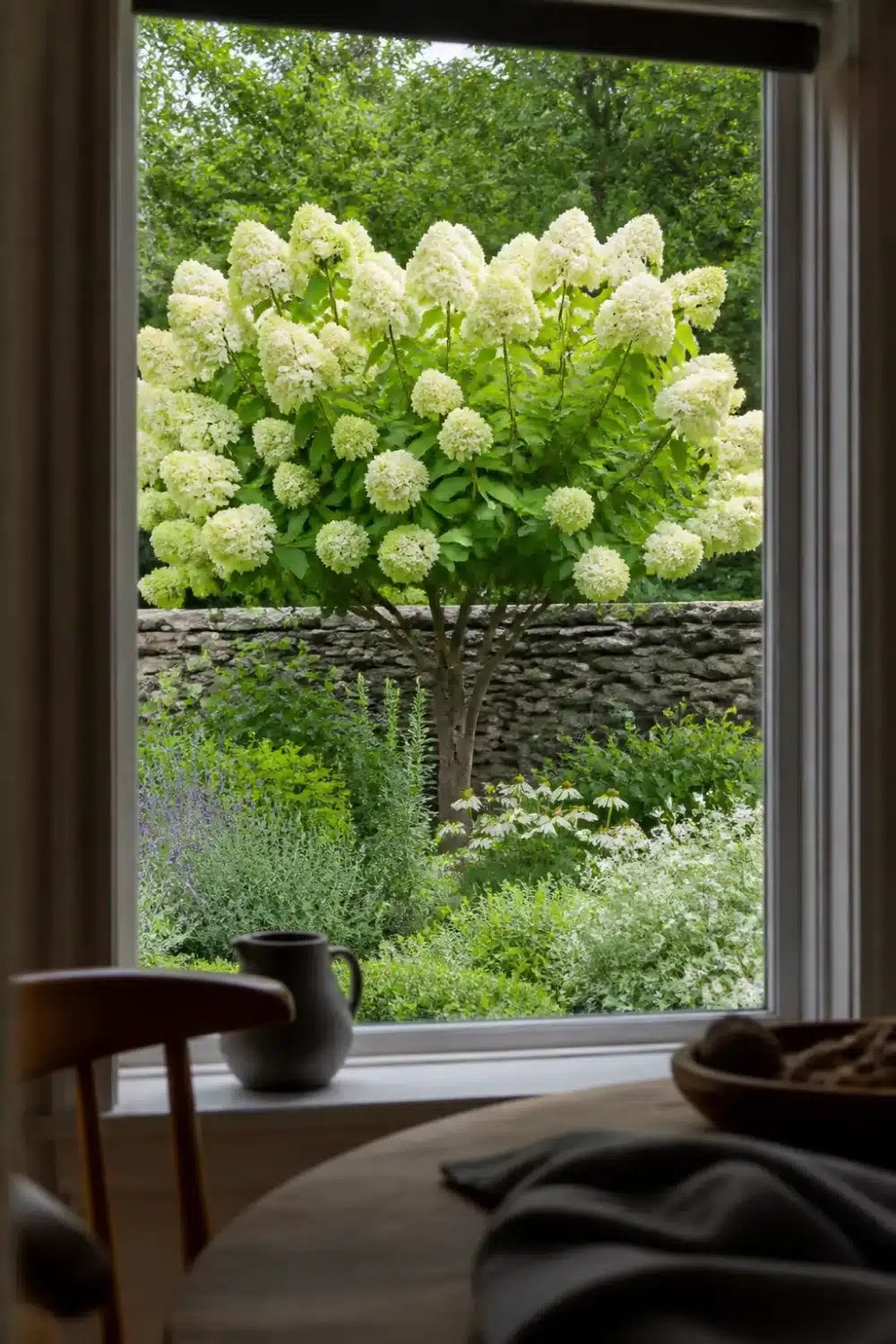 Hydrangea tree landscaping with white panicle blooms against a dry-stacked stone wall and herb understory border.