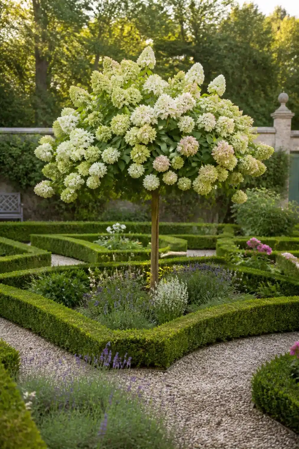 Hydrangea tree landscaping as a formal garden centerpiece in a clipped boxwood parterre with gravel paths.