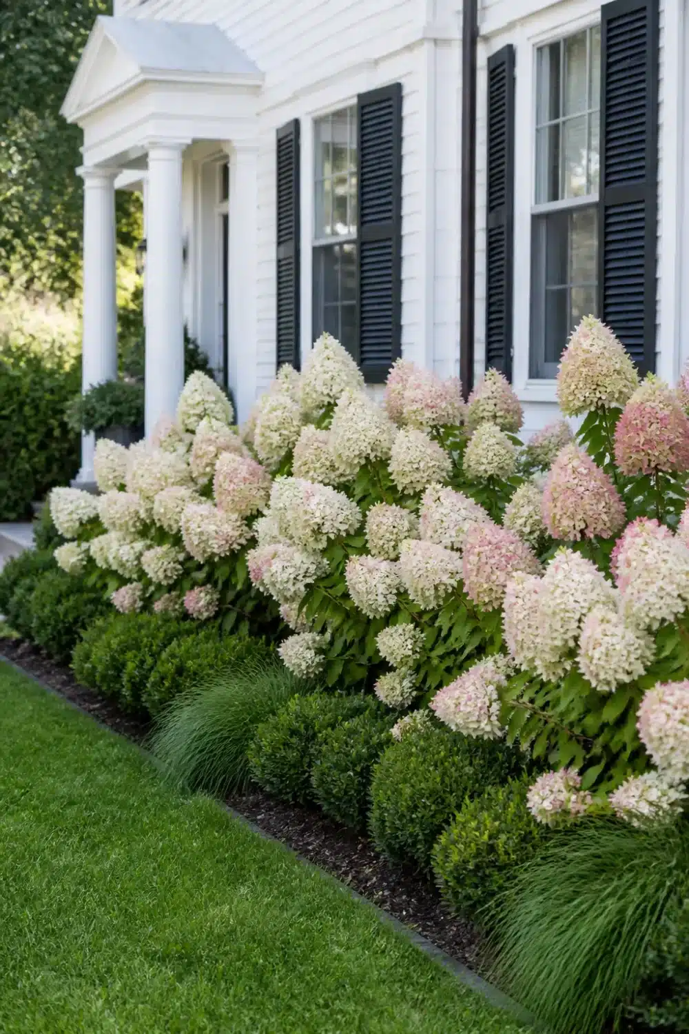 Limelight hydrangea landscaping along a white house foundation with boxwood balls and ornamental grass border.