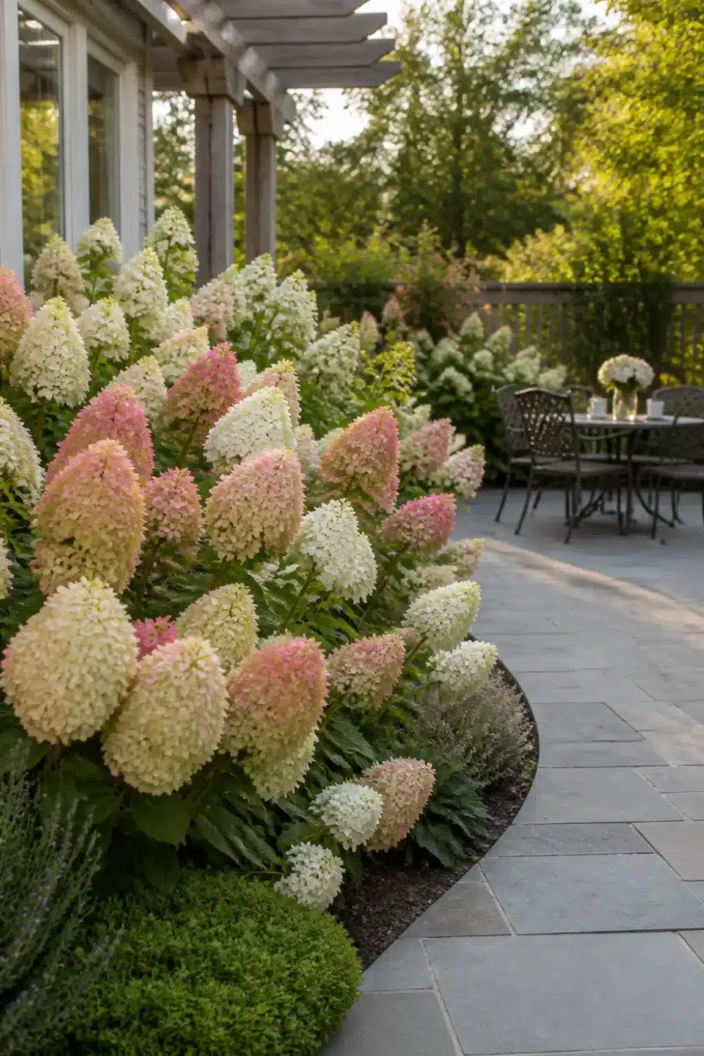Limelight Hydrangea landscaping along a curved bluestone patio border with creamy pink cone blooms