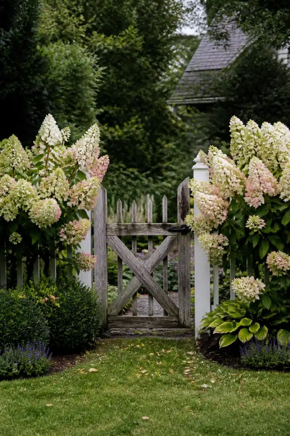 Limelight hydrangea landscaping flanking a weathered wood garden gate with creamy pink cone blooms and white picket fence