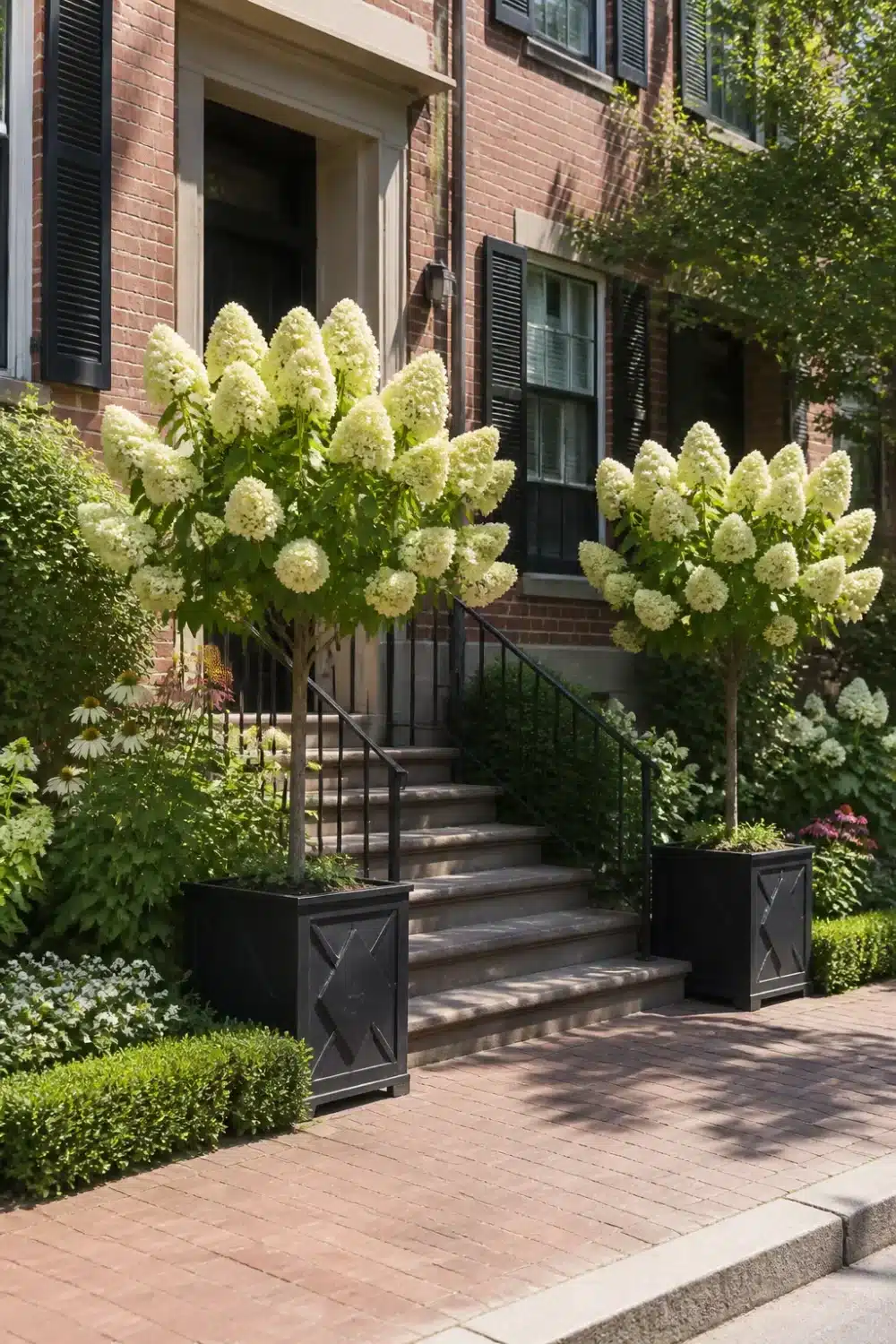 Limelight hydrangea landscaping in black standard planters flanking a brick townhouse stoop with cone blooms