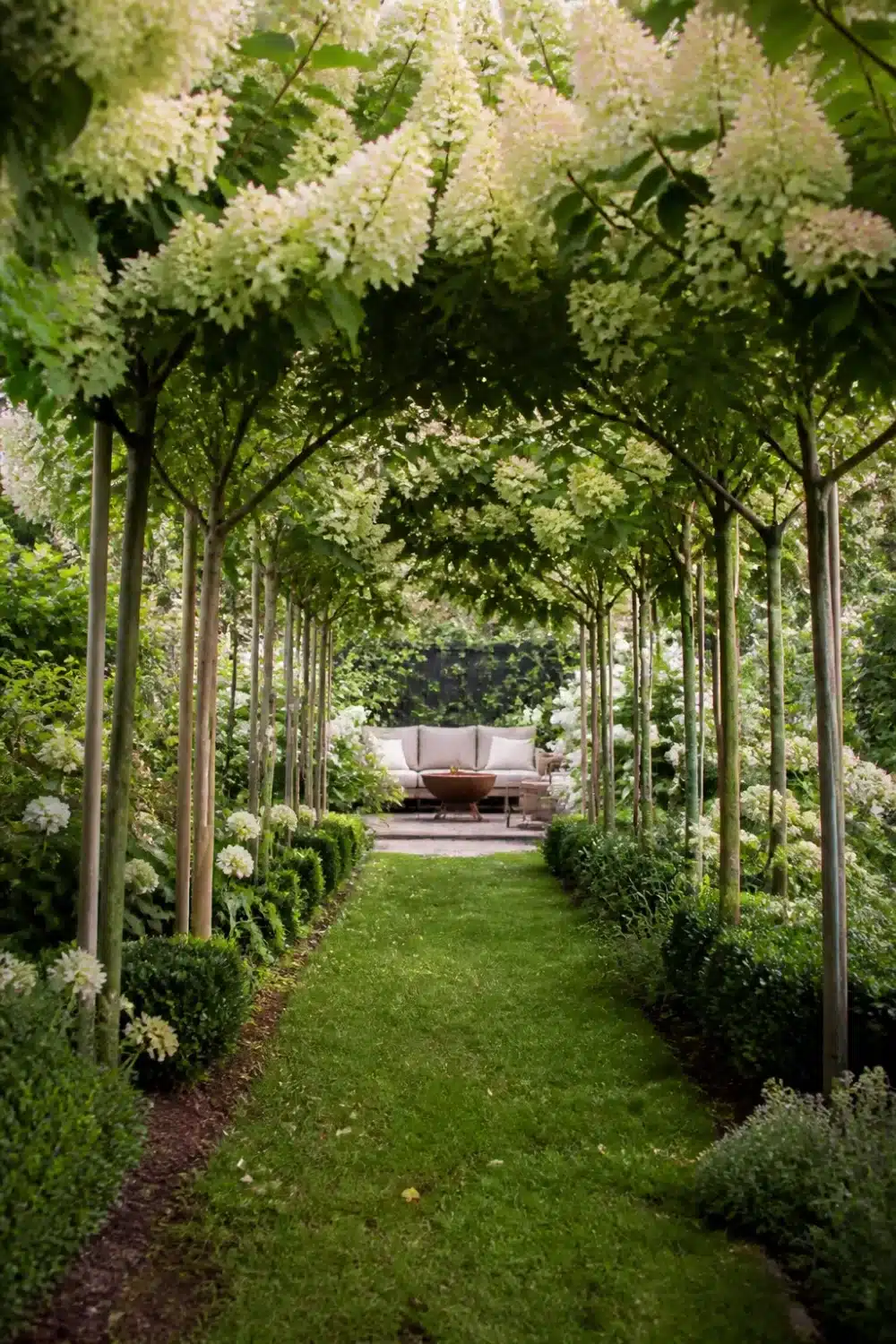Limelight Hydrangea Landscaping with grass allee, standard tree forms, and creamy white cone blooms forming a garden tunnel