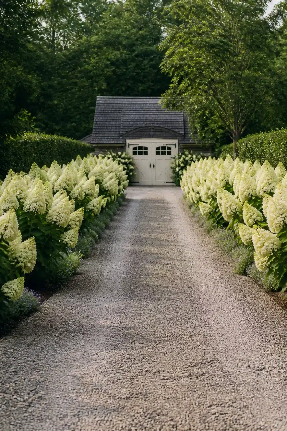 Limelight hydrangea landscaping lining a gravel driveway with creamy white cone-shaped blooms leading to a garage