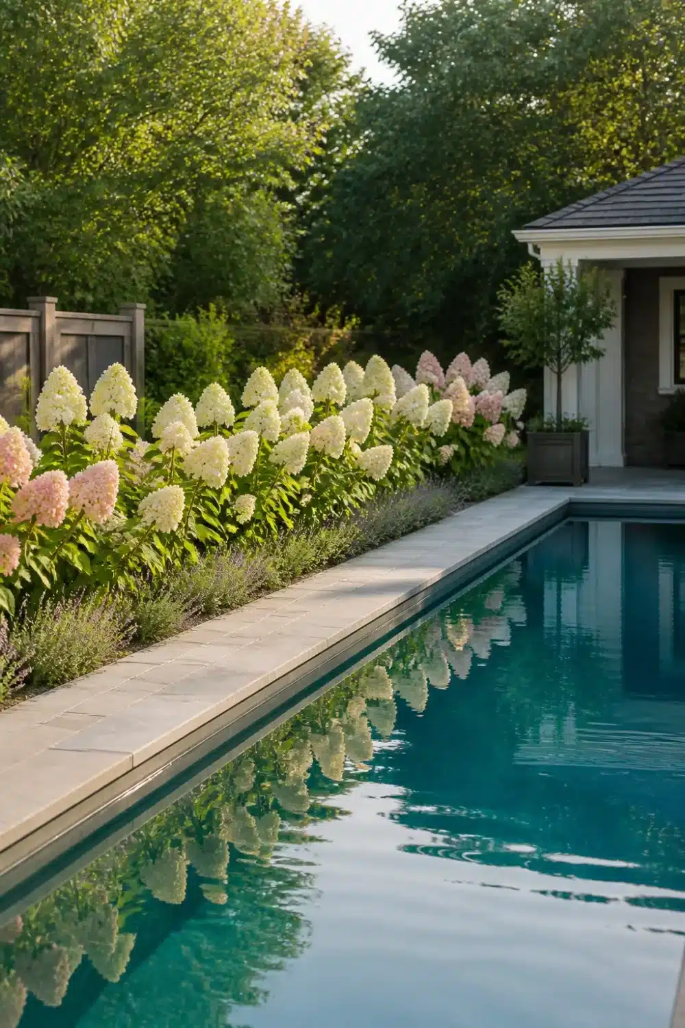 Limelight hydrangea landscaping along a pool with creamy white pink cone blooms and lavender edging