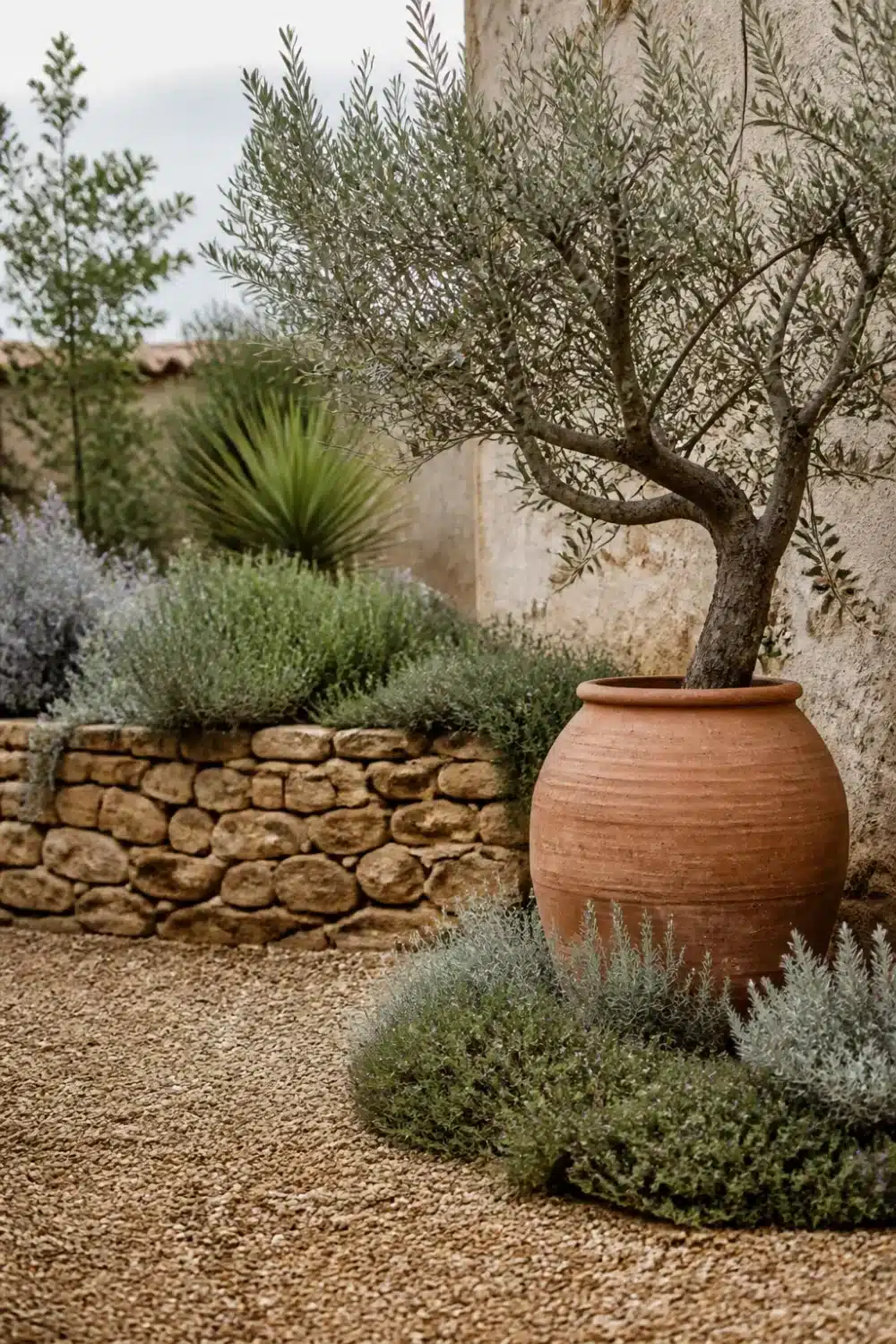 Mediterranean garden design with potted olive tree in terracotta urn, gravel ground, dry stone wall, and drought-tolerant herbs