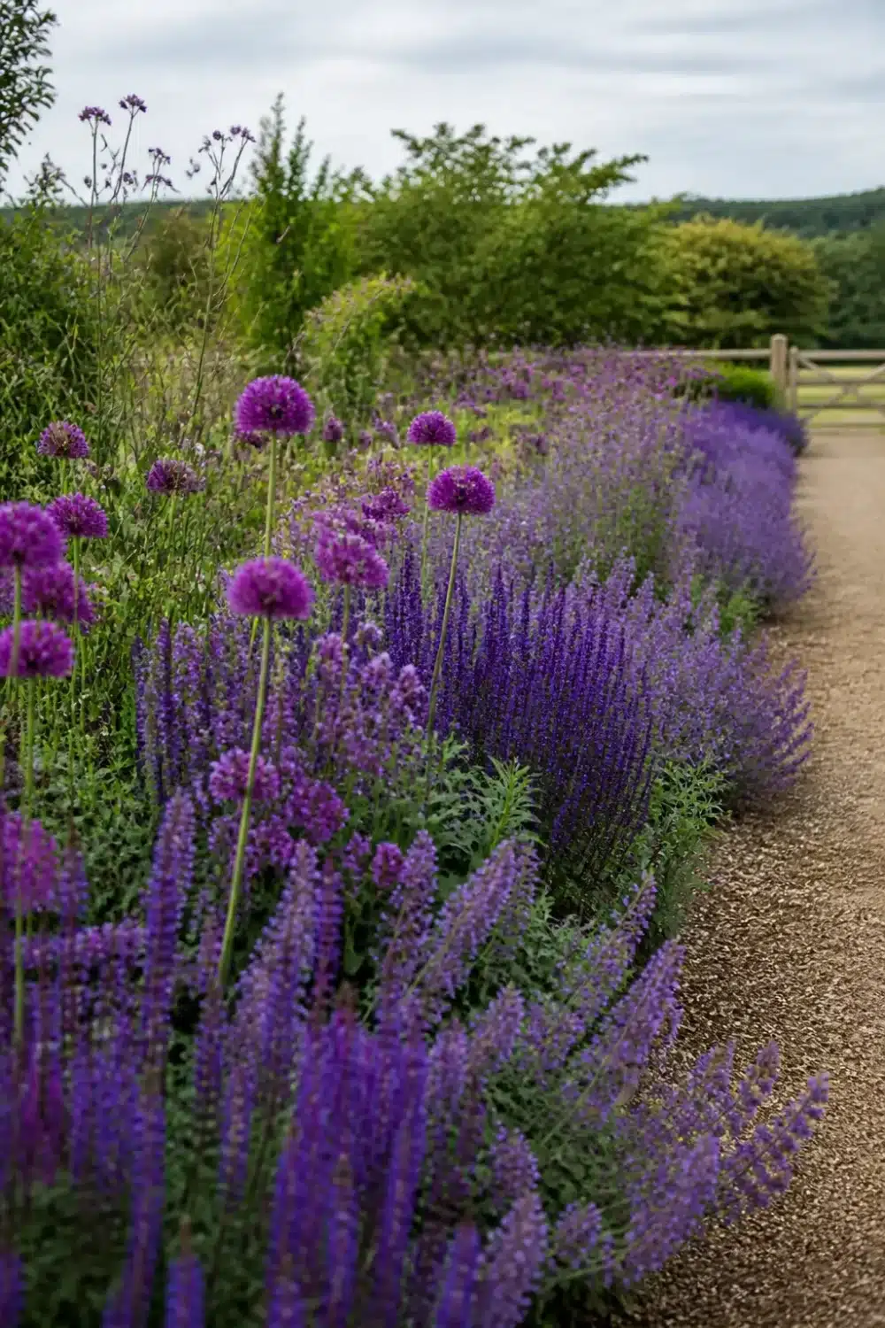 Monochromatic purple pollinator garden design with allium globes and salvia drifts along a gravel path