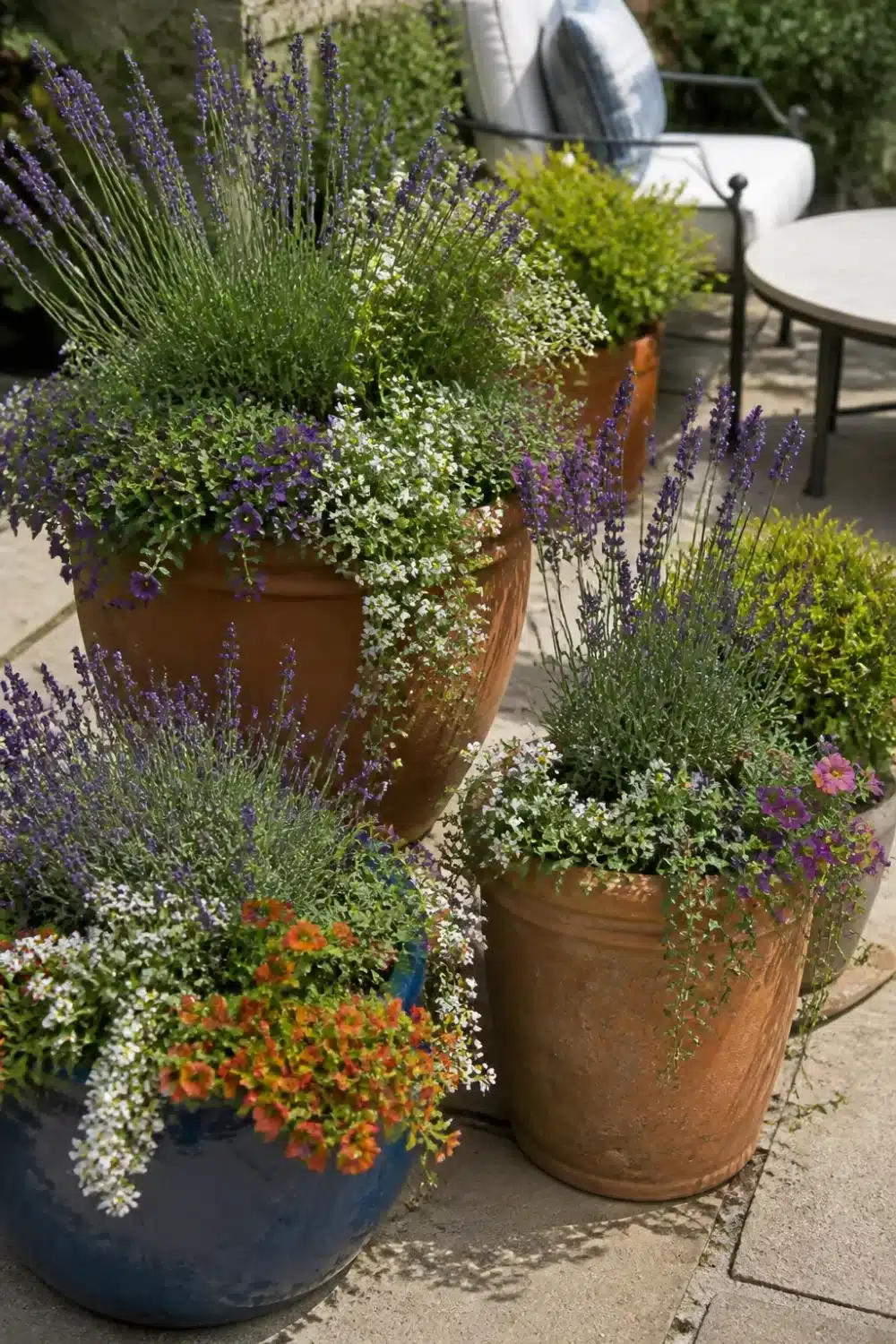 Terracotta pot cluster pollinator garden design with lavender, trailing thyme, and mixed flowering plants on a stone patio.