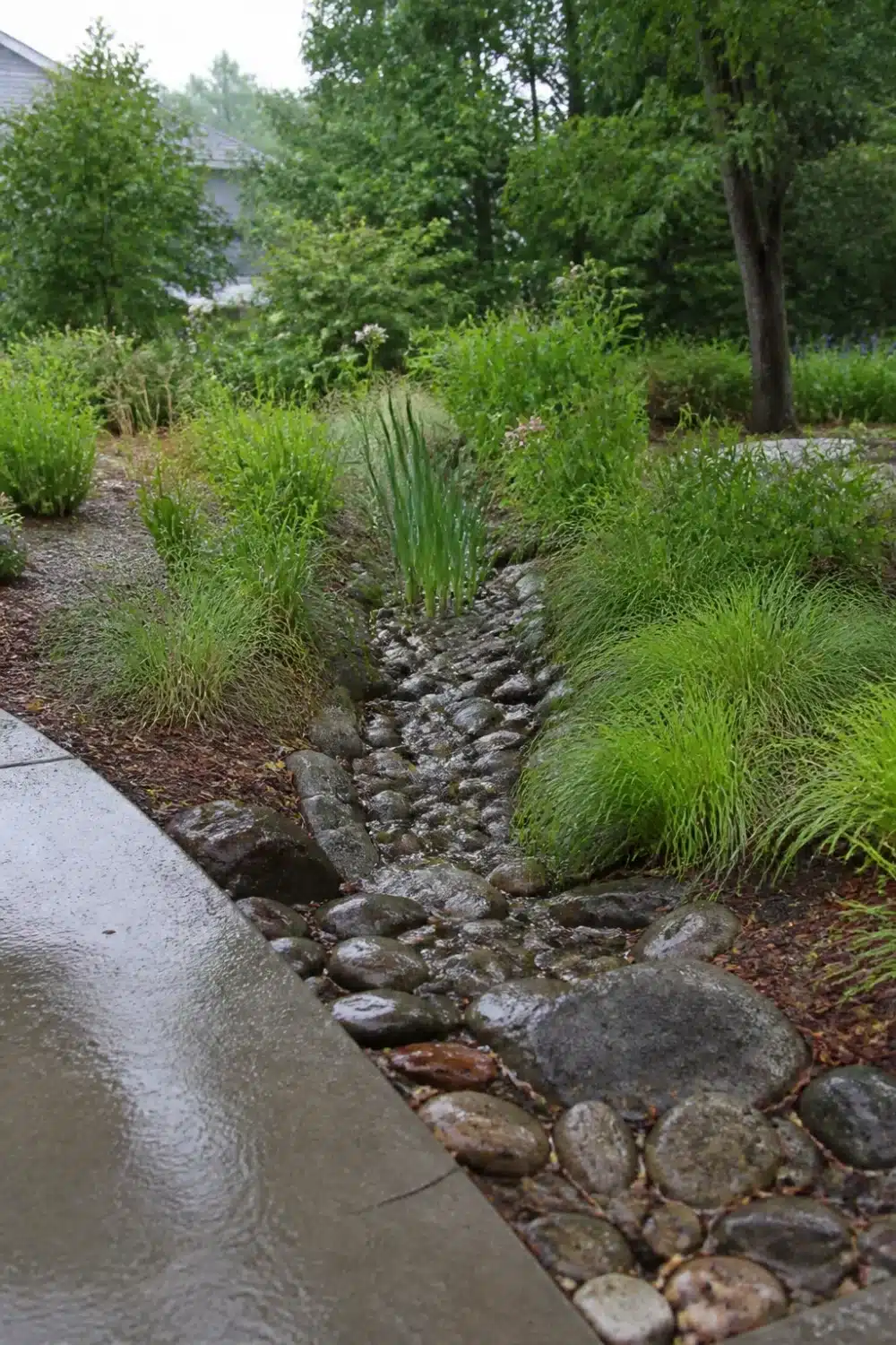 River rock inlet channel with ornamental grasses in a rain garden design for managing yard runoff