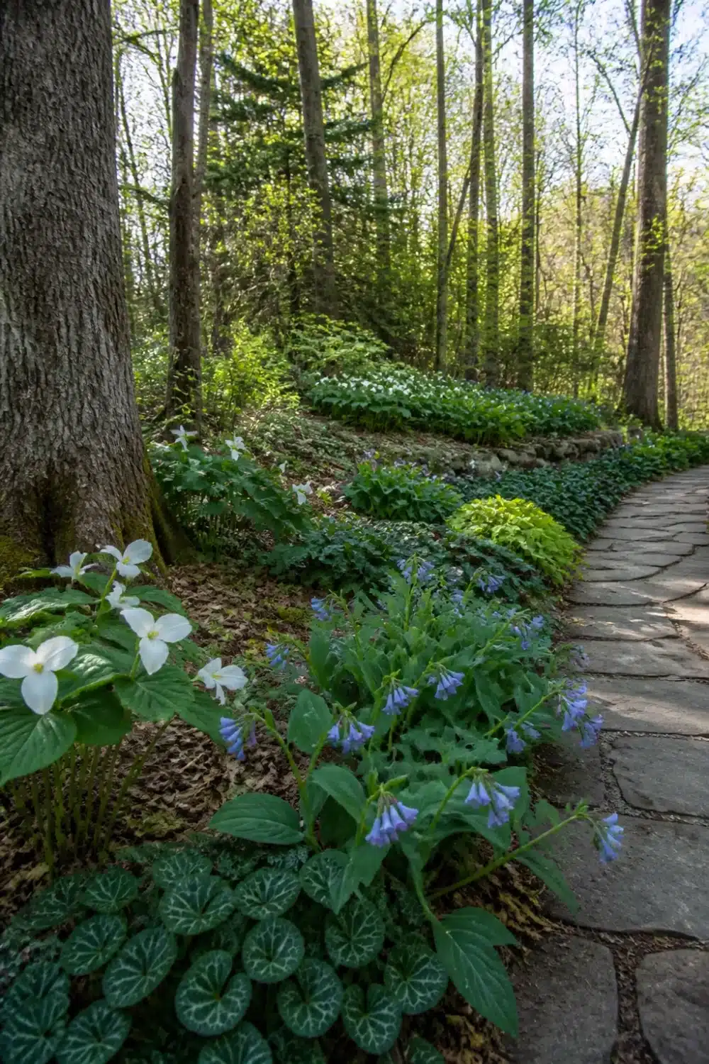 Woodland edge shade garden design layout with wildflower drifts, bluebells, trilliums, and a flat stone path border.