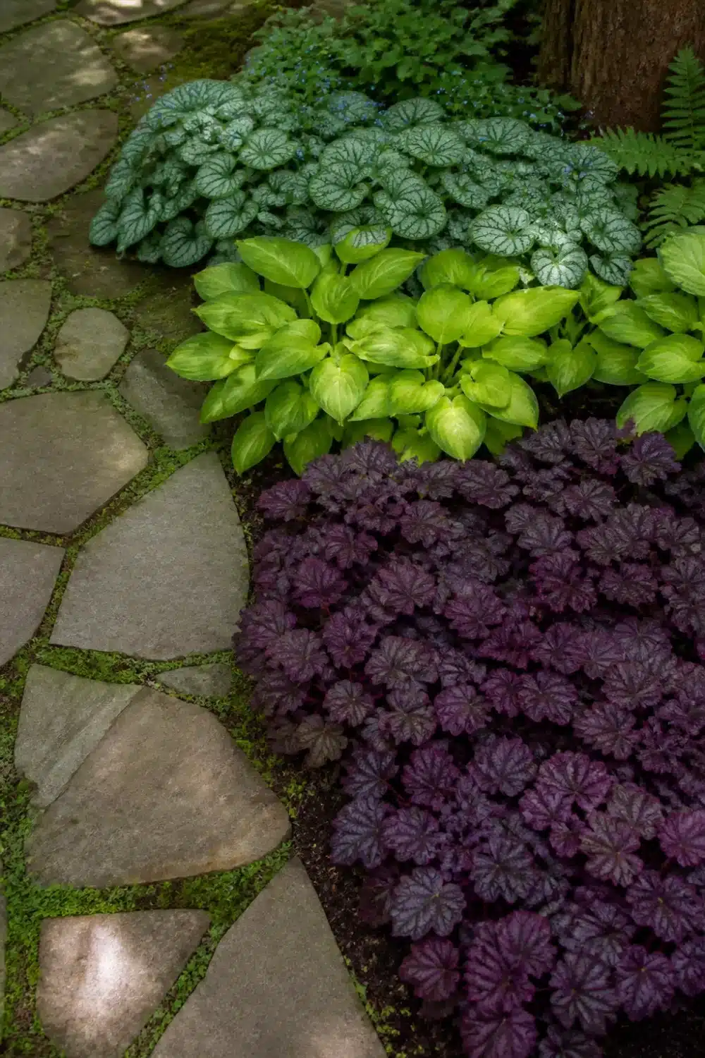 Color-block shade garden design layout with purple heuchera, lime hosta, and silver brunnera beside a stone path
