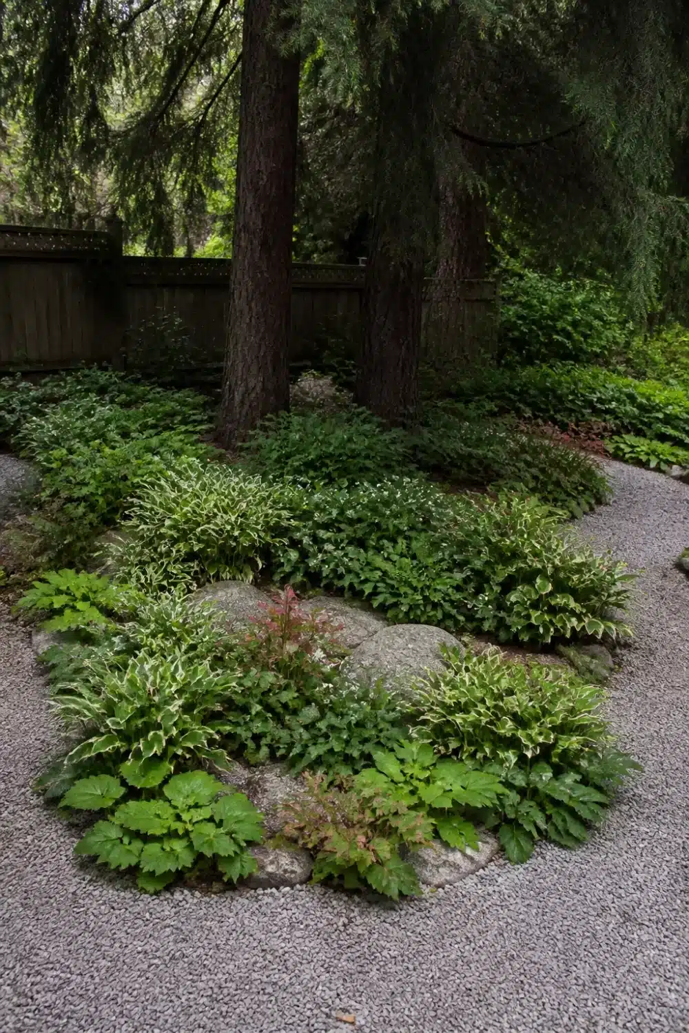 Dry shade garden design layout with gravel bed, boulder islands, hostas, ferns, and heuchera under tall conifers.