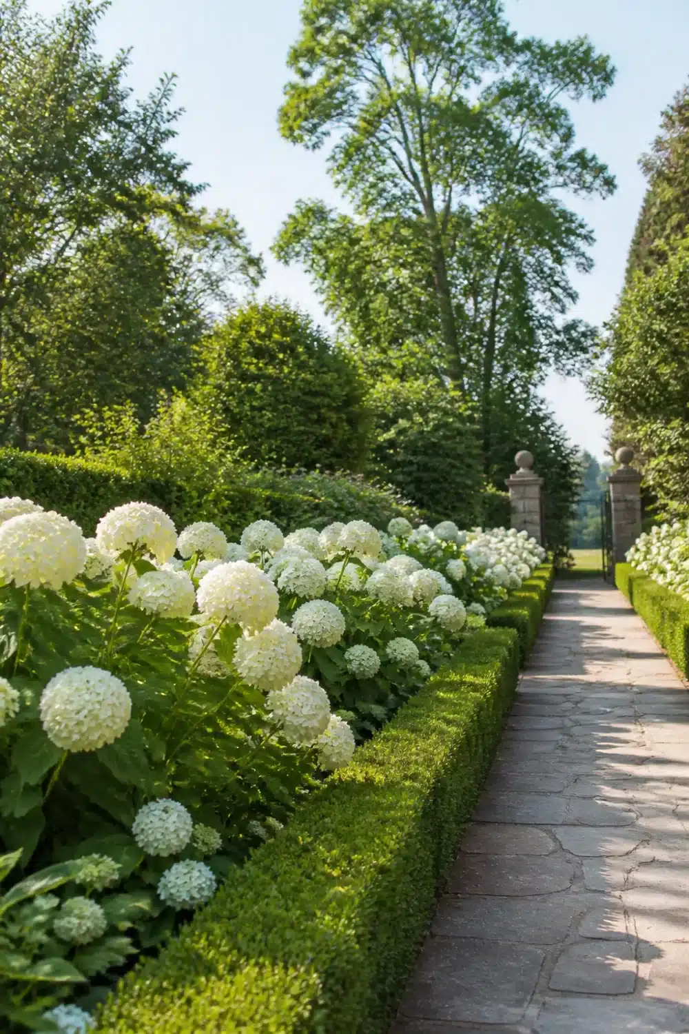 White hydrangea landscaping along a clipped boxwood hedge and stone pathway in a formal garden