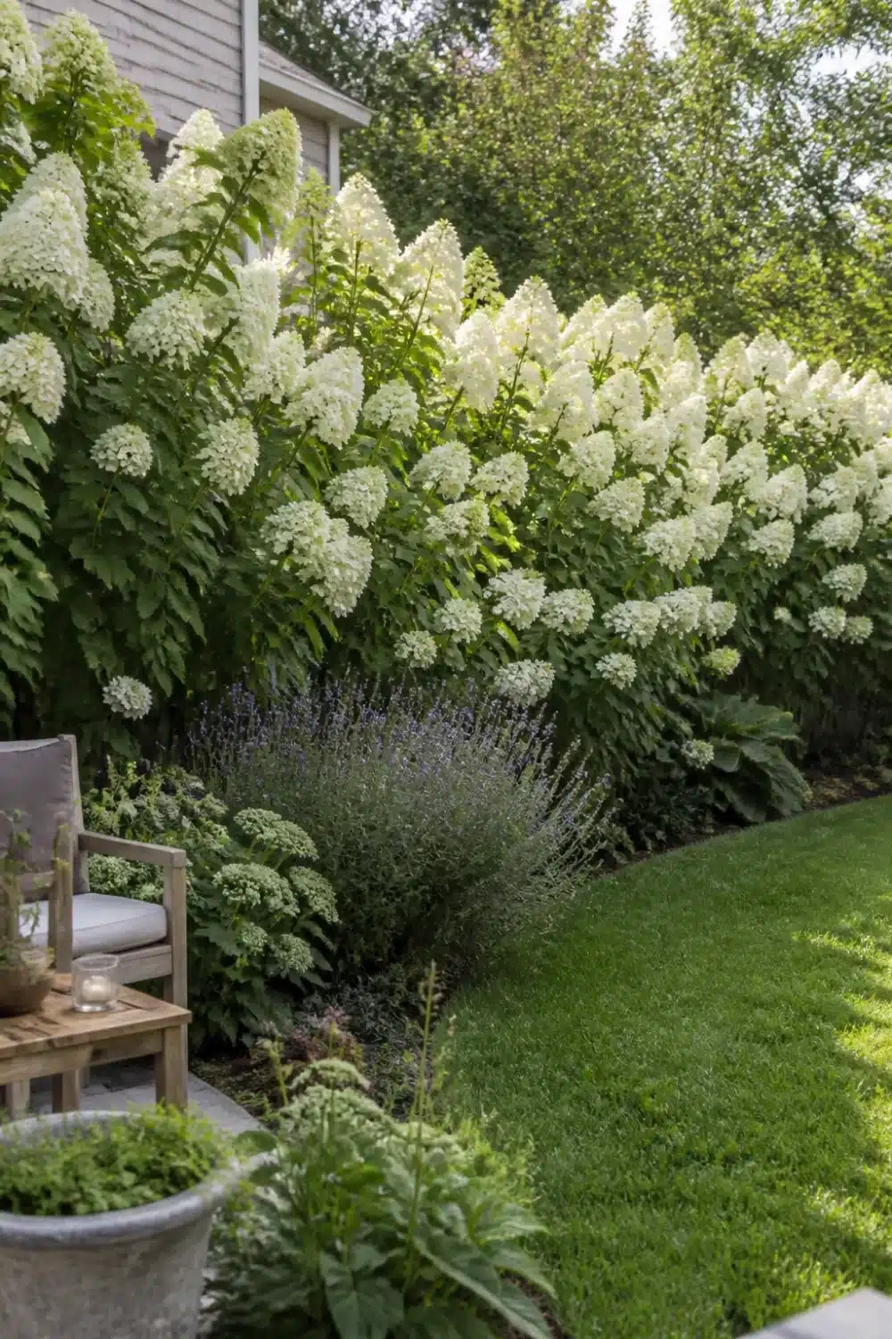 White hydrangea landscaping privacy screen with tall panicle varieties and lavender underplanting along a lawn edge.