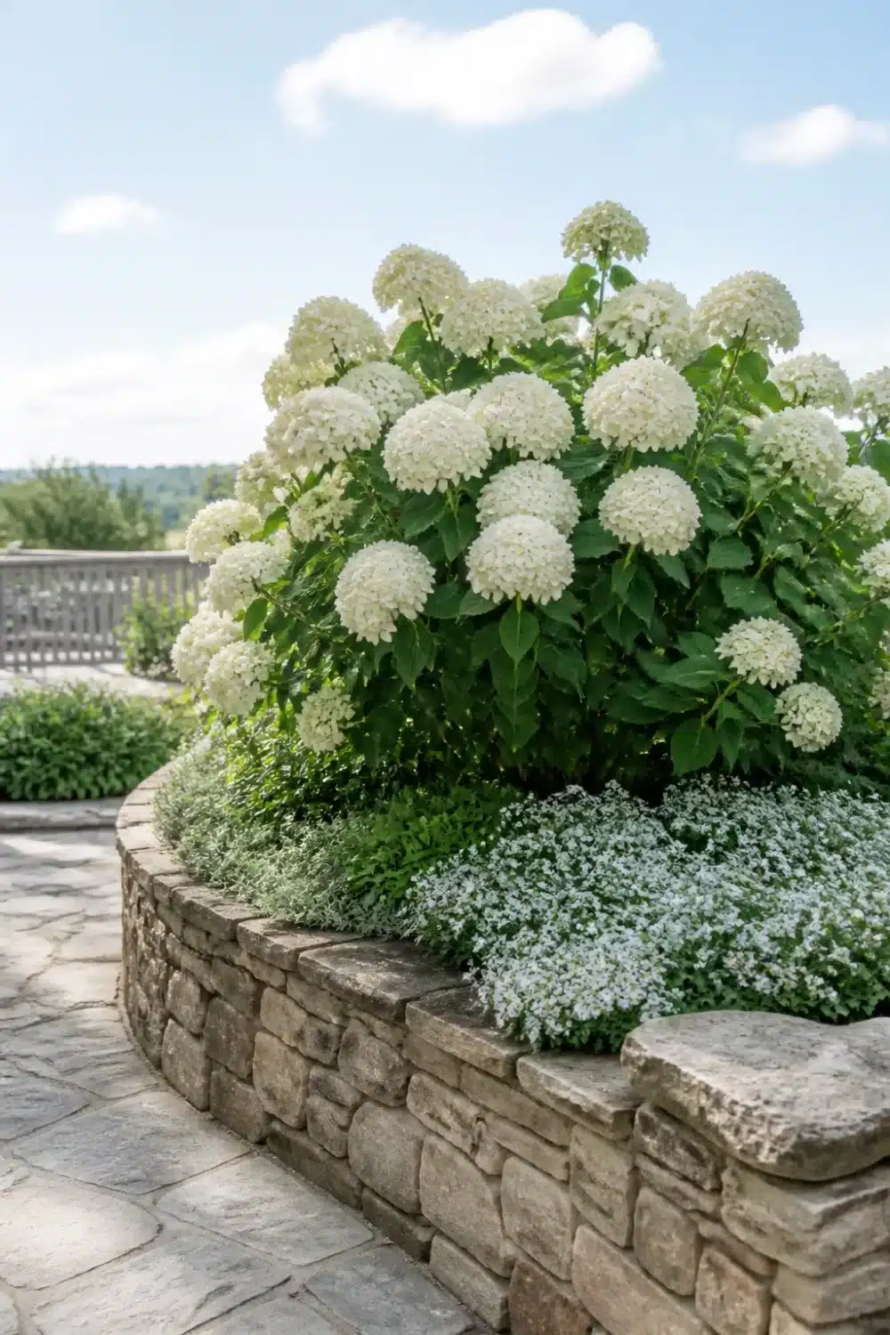 White hydrangea landscaping in a curved raised stone planter edged with sweet alyssum in a garden