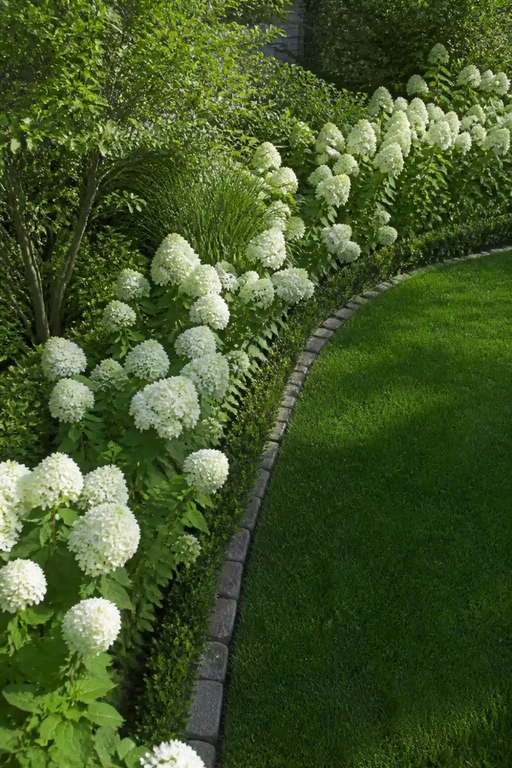White hydrangea landscaping along a curved lawn edge with cobblestone border and lush green backdrop.