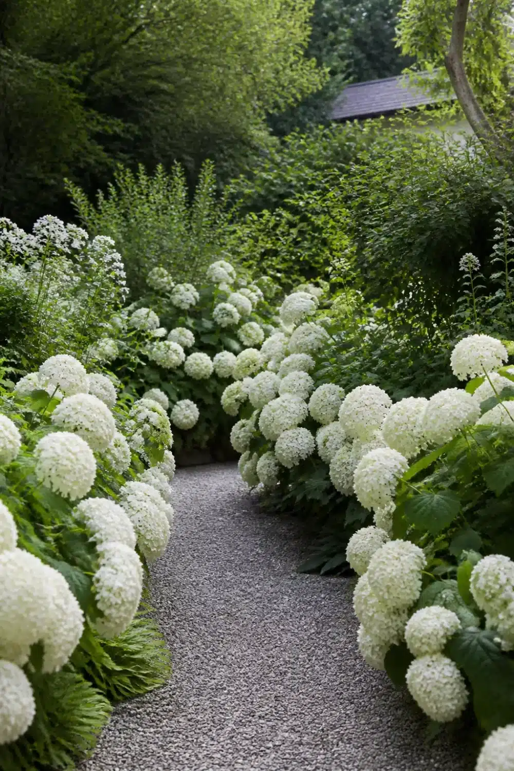 White hydrangea landscaping with Annabelle hydrangeas lining a narrow gravel garden path surrounded by lush greenery.