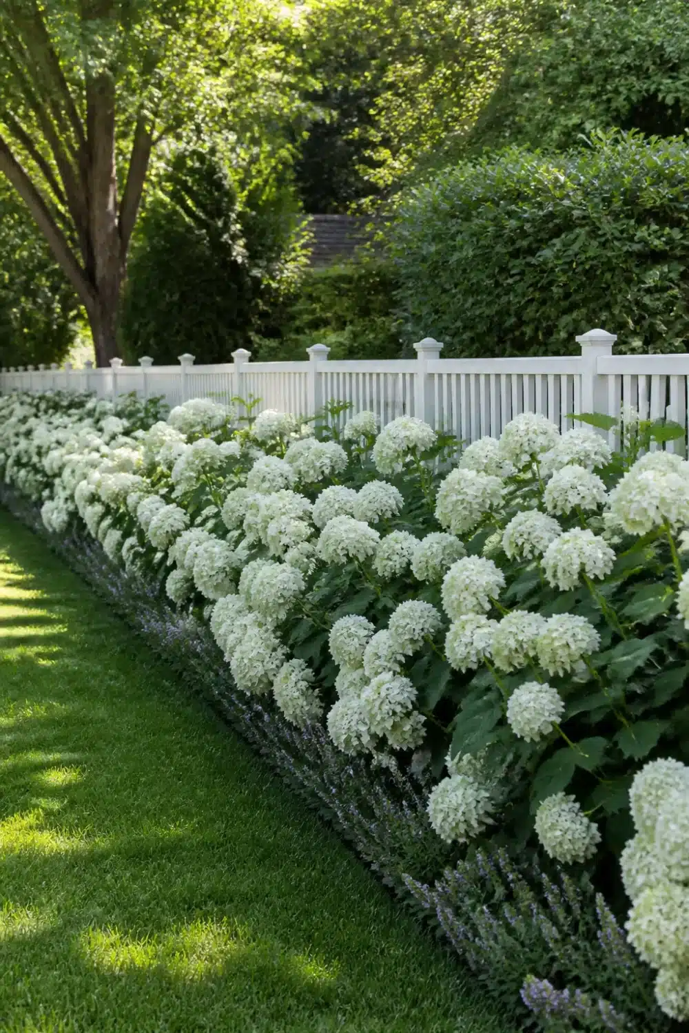 White hydrangea landscaping massed along a white picket fence with lavender edging and a green lawn