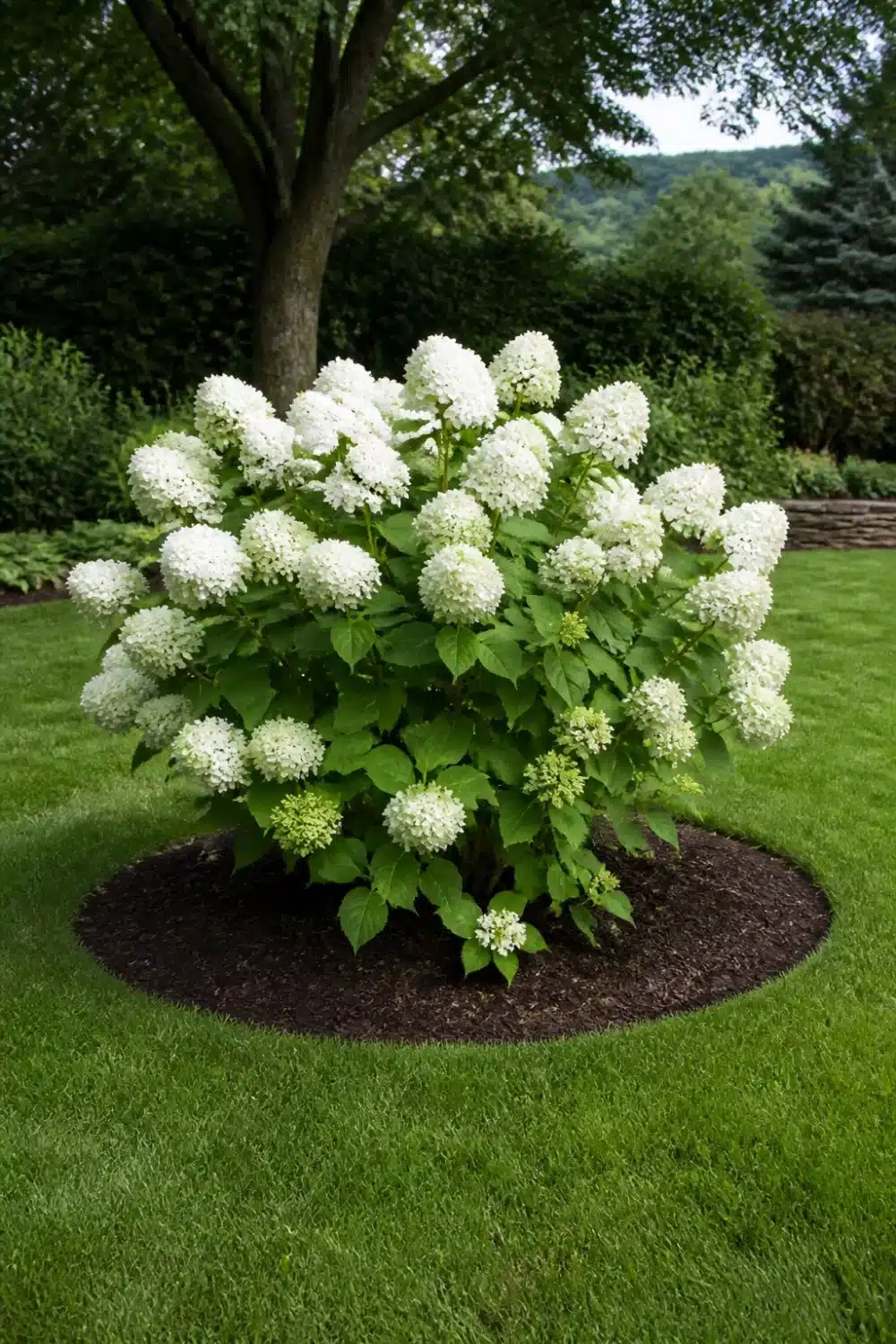 White panicle hydrangea landscaping as a solo lawn focal point with dark mulch ring, lush green turf backdrop.