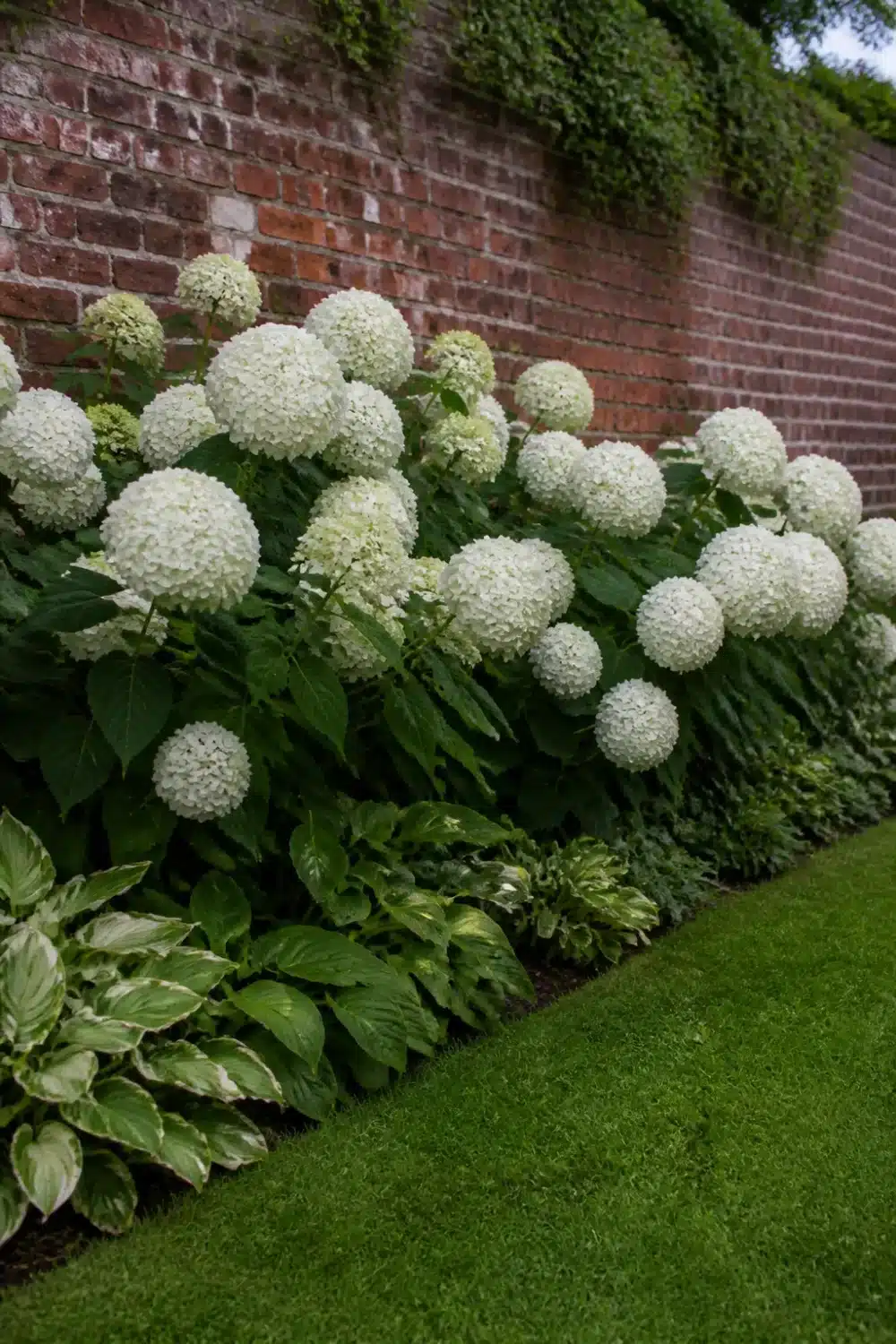 White hydrangea landscaping against a red brick garden wall with hosta underplanting and green lawn edge.