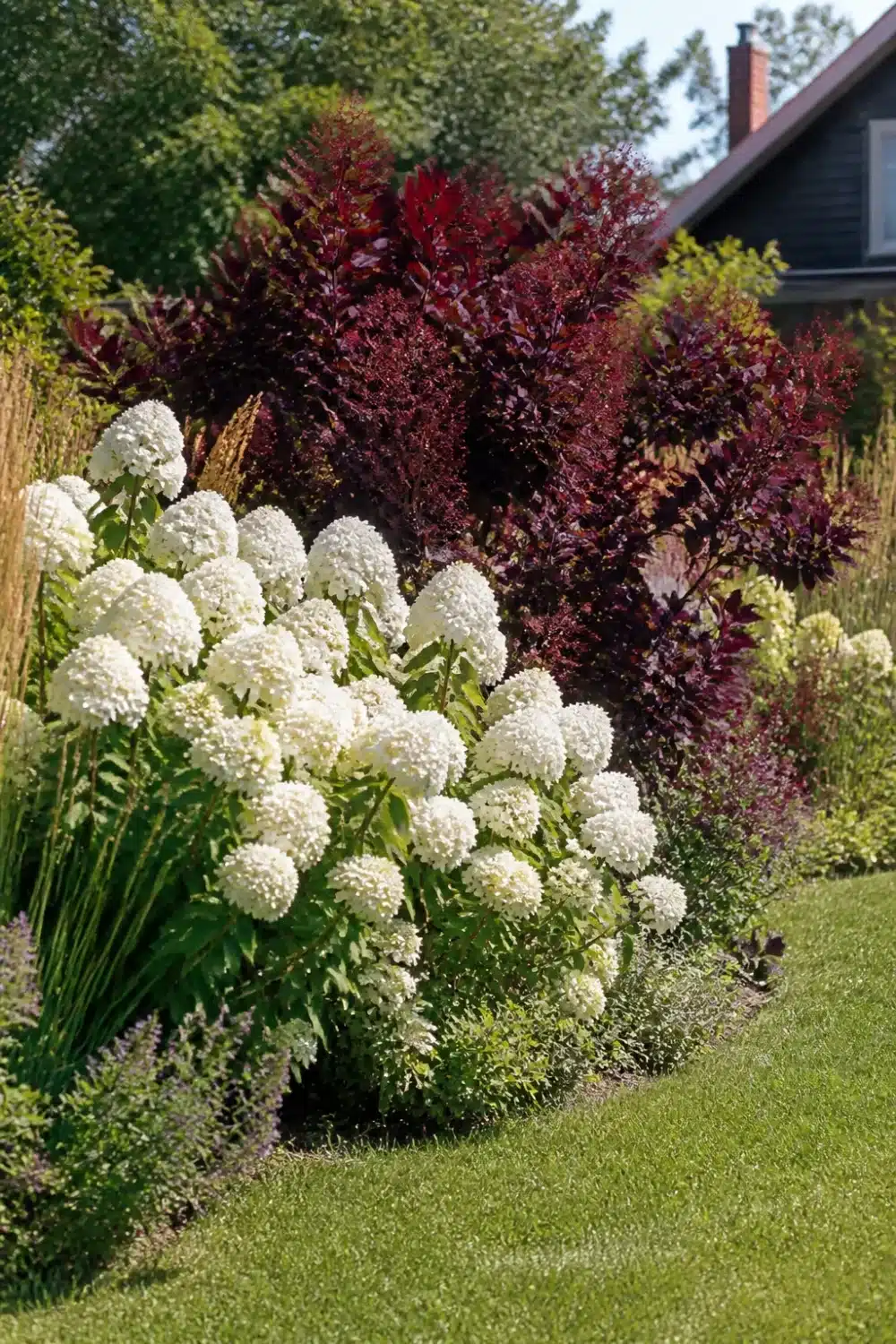 White hydrangea landscaping with burgundy smokebush backdrop in a layered garden border planting