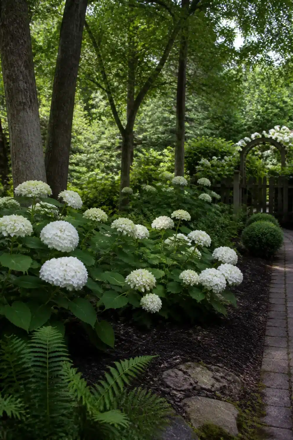 White hydrangea landscaping under mature trees with ferns and dark mulch in a shaded woodland garden path.