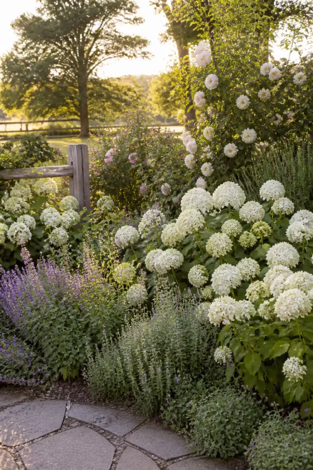 White hydrangea landscaping in a cottage garden mixed with catmint and climbing roses at golden hour.